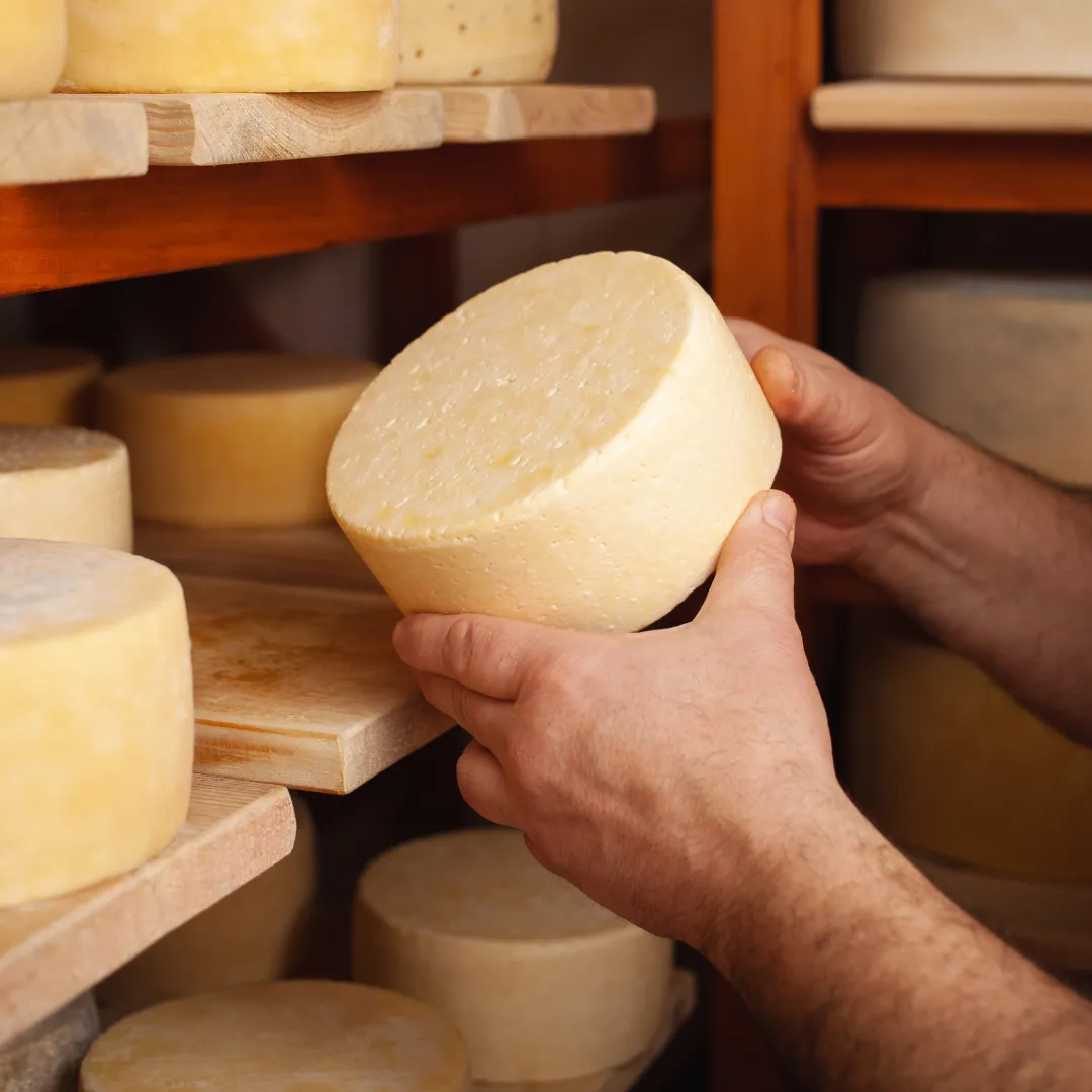 Close-up of truffle cheddar cheese wheel aging process
