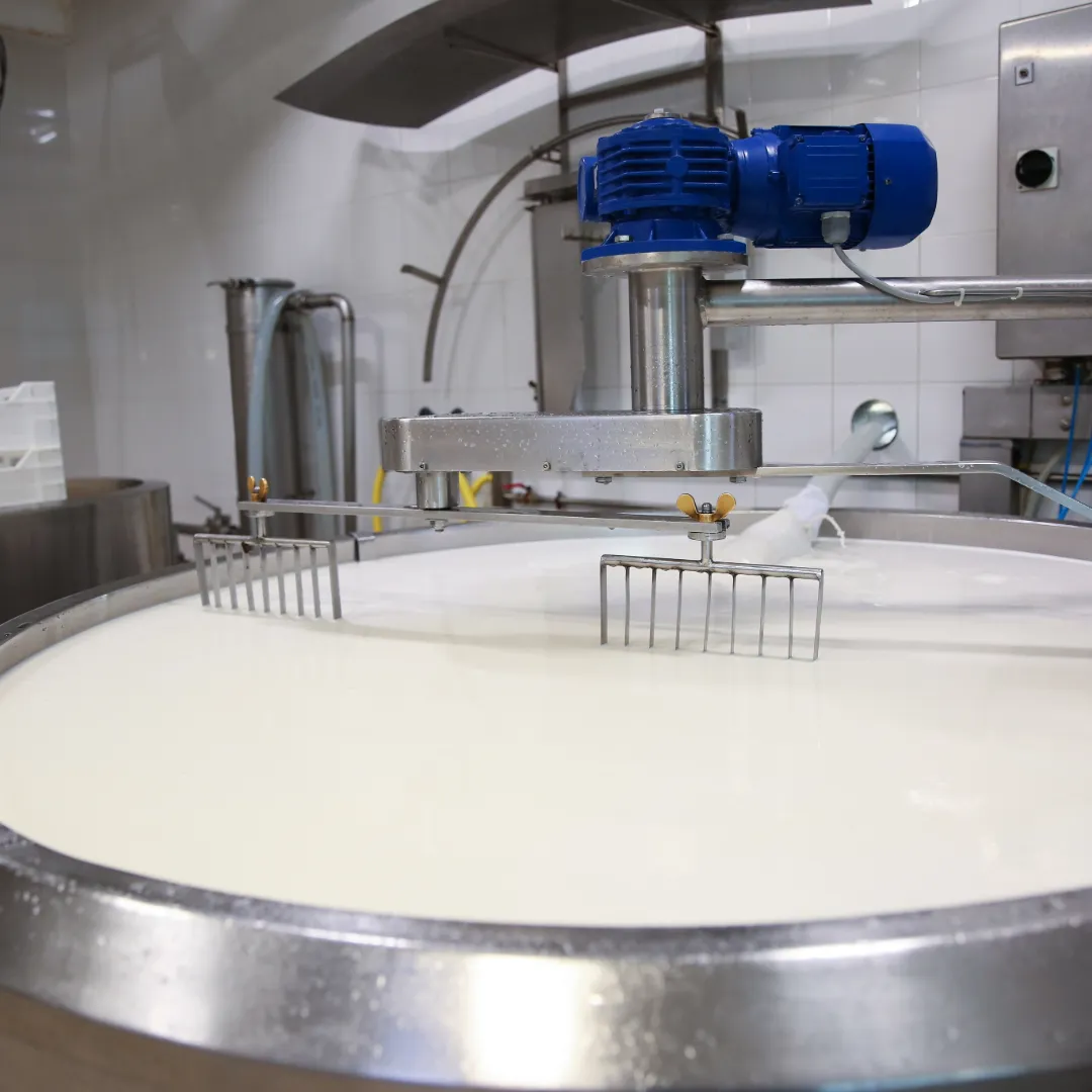 Industrial cheese vat mixing milk for truffle cheddar production