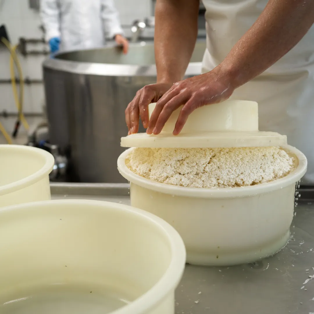 Pressing cheddar curds into molds during truffle cheese production